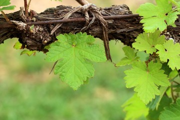 grape leaves in vineyard