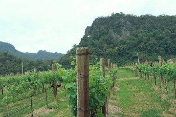 Fototapeta na wymiar Vineyard grape in nature