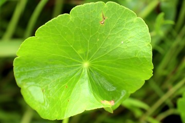 Asiatic leaf in natue