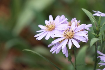 Obraz premium Diasy flower in garden