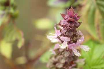 basil plant in garden