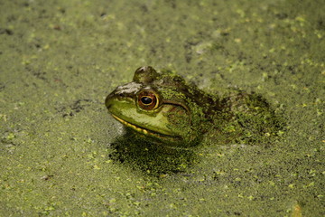 Bull Frog submerged in water.