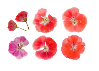 Pressed and dried pink delicate transparent flowers geranium (pelargonium), isolated