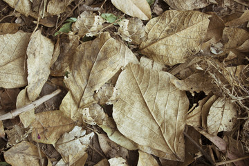 Dry Leaves