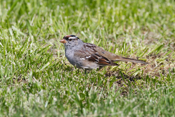 White-crowned Sparrow