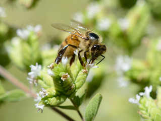 Honey Bee on a Small Flower