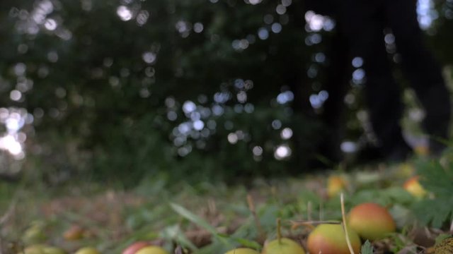Red and green pears falling on the grass. The camera is as close to the grass as possible. Slow motion shot.