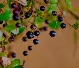 Wild berries 