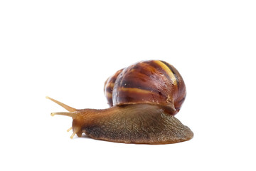 Garden snail on white background, morning time