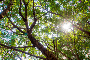 Fototapeta premium Sunlight through the leaves of Big Banyan trees