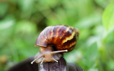 Snail on the wooden in the garden, morning time