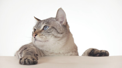 Beautiful Thai cat looking around close-up on white background