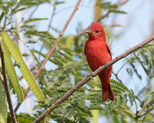 Summer Tanager