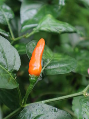 Red green chili peppers, peppercorns, parsley and extra virgin olive oil on wooden background
