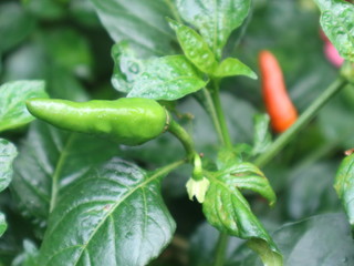 Red green chili peppers, peppercorns, parsley and extra virgin olive oil on wooden background
