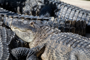 Florida Alligator in a Reflective Pond