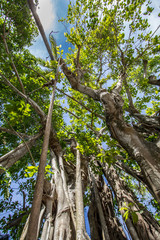 Fototapeta premium View of Tropical Trees from Below