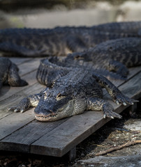 Florida Alligators Lying in a Group