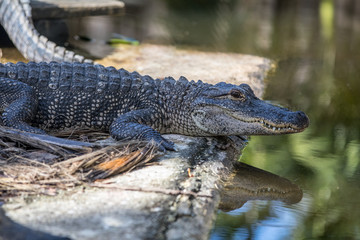 Florida Alligator Reflection