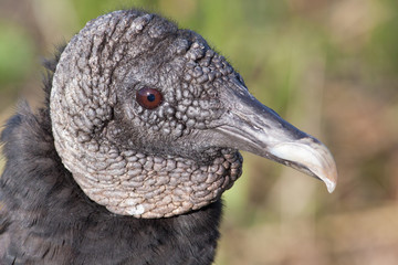 Black Vulture