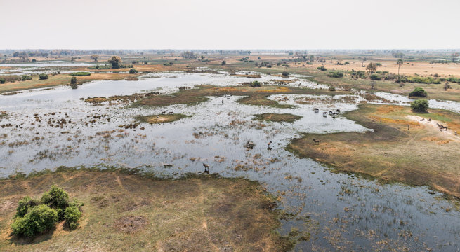 Wildlife in the Okavango Delta