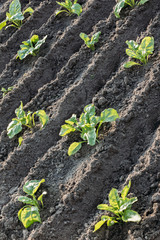 Beet growing in the open ground