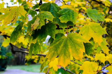 Leaves on maple tree on autumn.