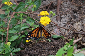 Monarch butterfly pollinating a lantana flower in a sunny garden.