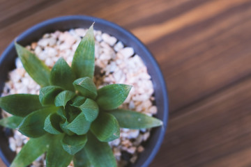 Succulent in blue pot