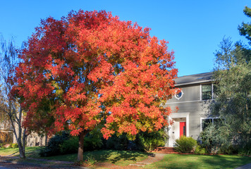 Obraz premium A large bright red tree in autumn stands in front of a two story grey house with a red door.