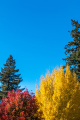Fototapeta premium Two trees in autumn color. The ginkgo's leaves are in bright yellow. The Chinese Pistache is bright red. A blue sky and redwood trees are in the background