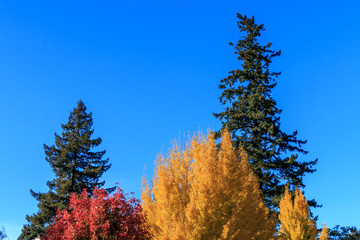 Fototapeta na wymiar Two trees in autumn color. The ginkgo's leaves are in bright yellow. The Chinese Pistache is bright red. A blue sky and redwood trees are in the background. It is horizontal image.