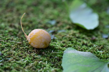銀杏と葉っぱ