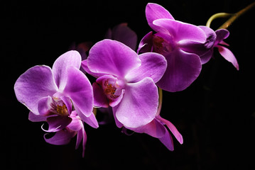 Fototapeta na wymiar Pink orchid on a branch