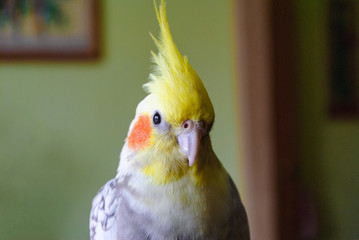 Yellow bird in a room