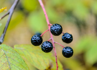 Bird-cherry berries on a branch