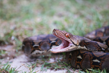 Python snake opening its mouth in the garden.