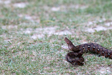 Python snake opening its mouth on the grass in the garden.