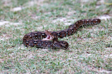Python snake opening its mouth in the garden.