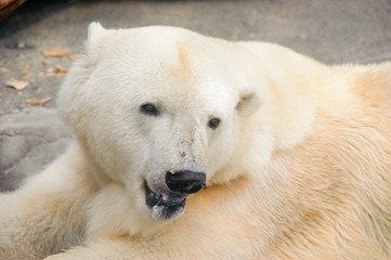 Polar Bear Close up