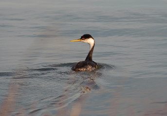 Western Grebe Swimming Away
