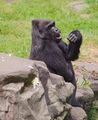Female Gorilla Yawning