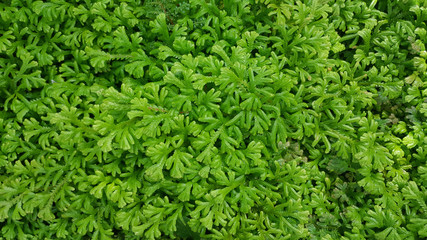 green leaves abstract background