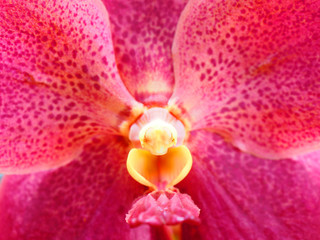 Macro close up white yellow pollen of big violet pink spotted petal Vanda orchid flower, abstract background