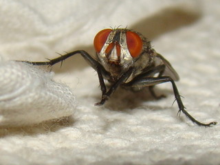 House Fly