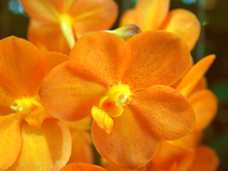Macro close up white yellow pollen of big petal yellow orange Vanda orchid flower bunch with blurred abstract background