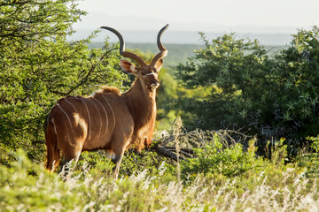 Alert Kudu Antelope
