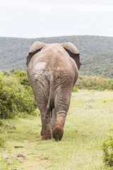 Large African elephant walking away from the camera