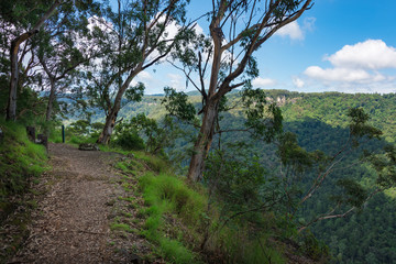Hiking path in the forest with eucalyptus trees