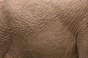African elephant skin at close range